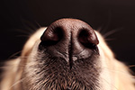 Bilaga hundnosliten150.jpg